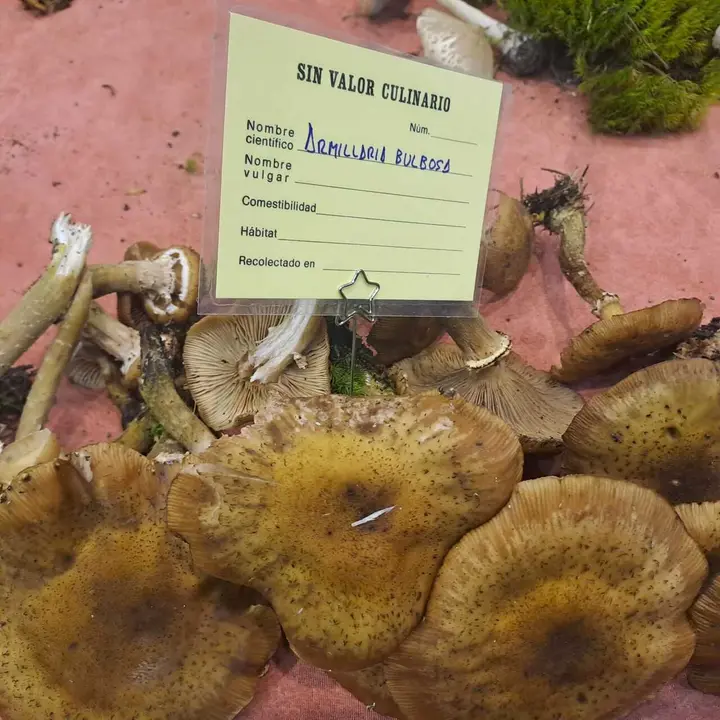 JORNADAS MICOLOGICAS NAVALENO 2025 (34)