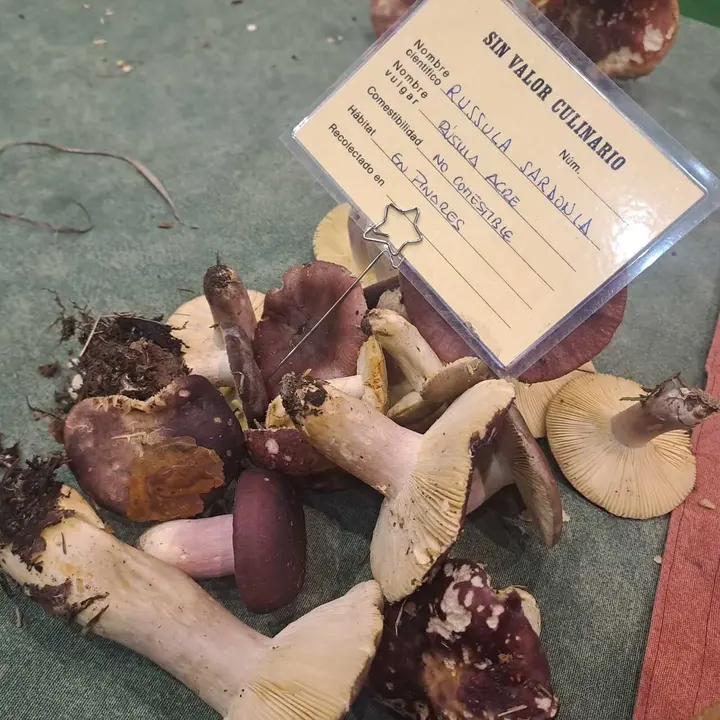 JORNADAS MICOLOGICAS NAVALENO 2025 (54)