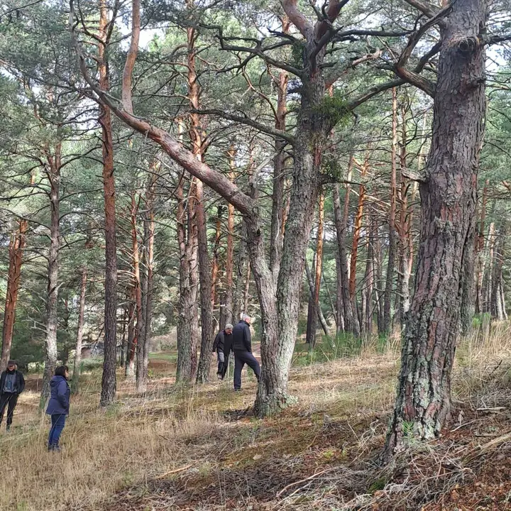 JORNADAS MICOLOGICAS NAVALENO 2025 (63)