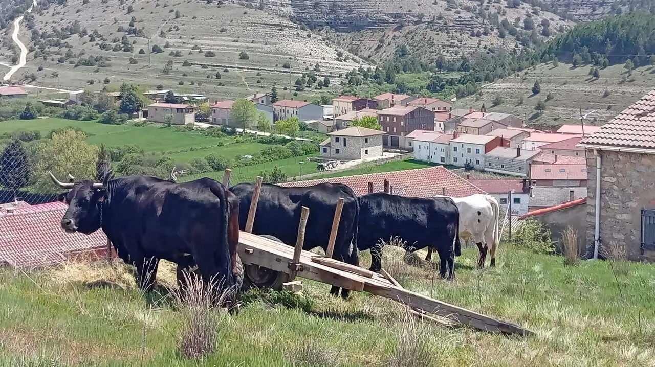 RUTA CARRETERIL 2026 (36) - copia