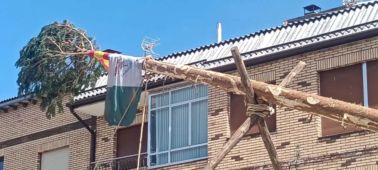 PINGADA DEL PINO MAYO (3)