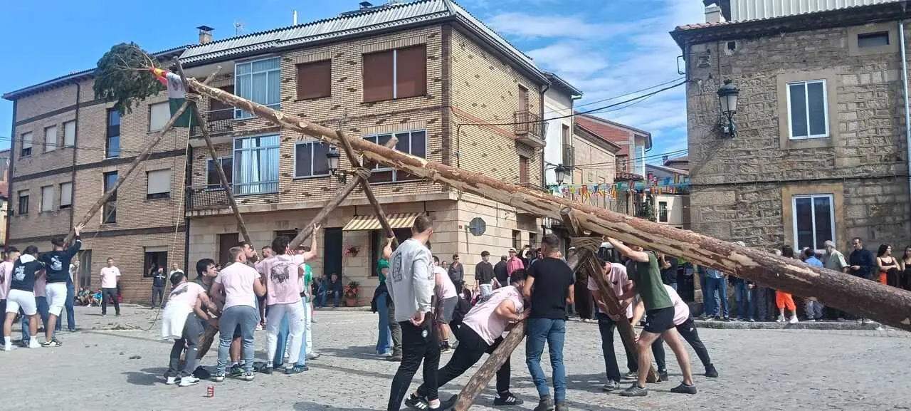 PINGADA DEL PINO MAYO (7)