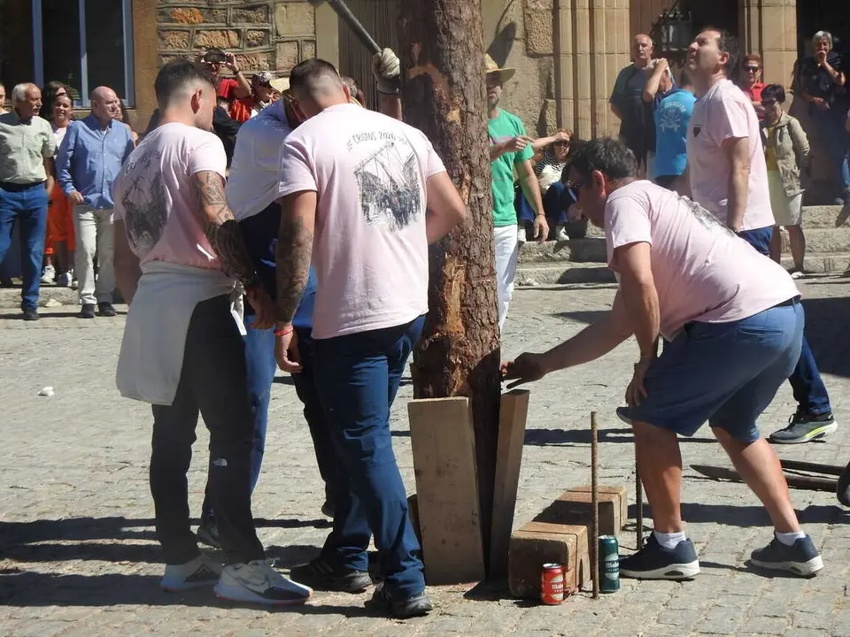 PINGADA DEL PINO MAYO (19)
