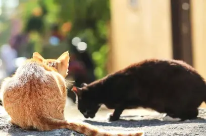 El Ayuntamiento dice que no tiene dinero para gatos - 1