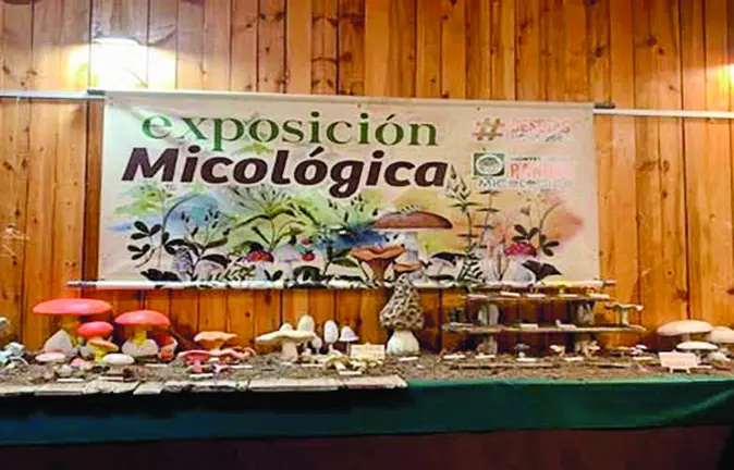 Imagen de la muestra micol&oacute;gica presentada por la Asociaci&oacute;n Montes de Soria