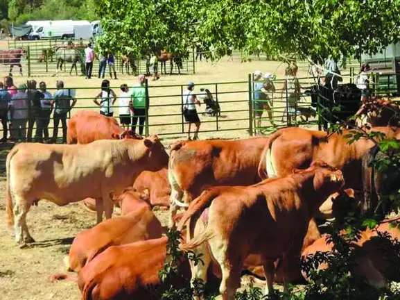 Ganado vacuno en la feria de Vinuesa, que celebraba su 25 aniversario.