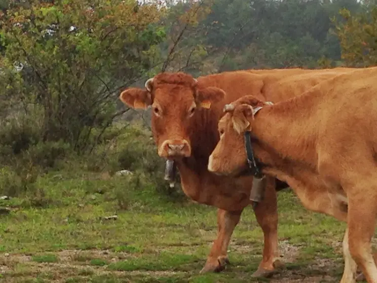 Vacas 2
