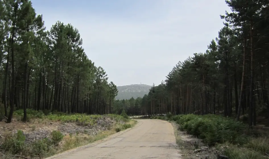 Carretera de Muriel a Cubilla
