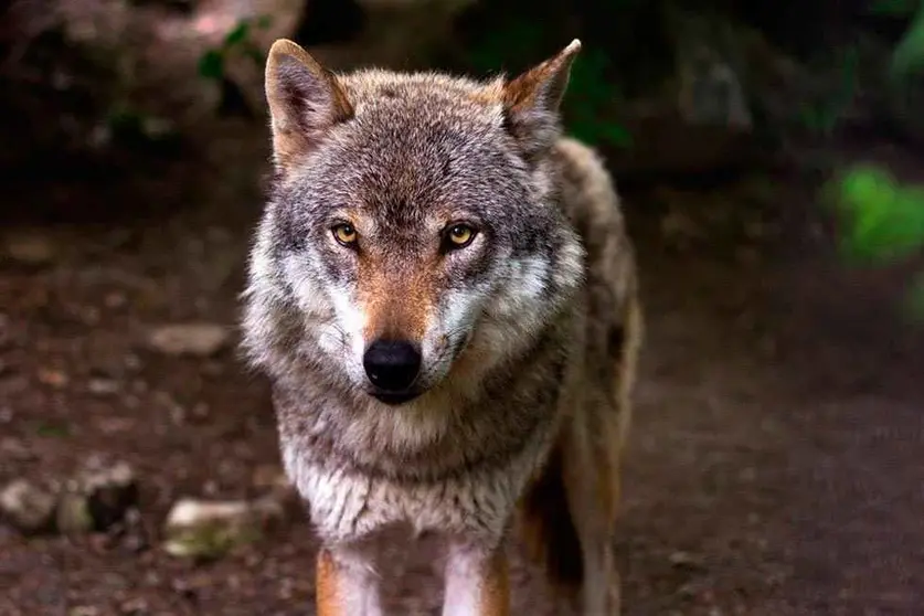 lobo 2