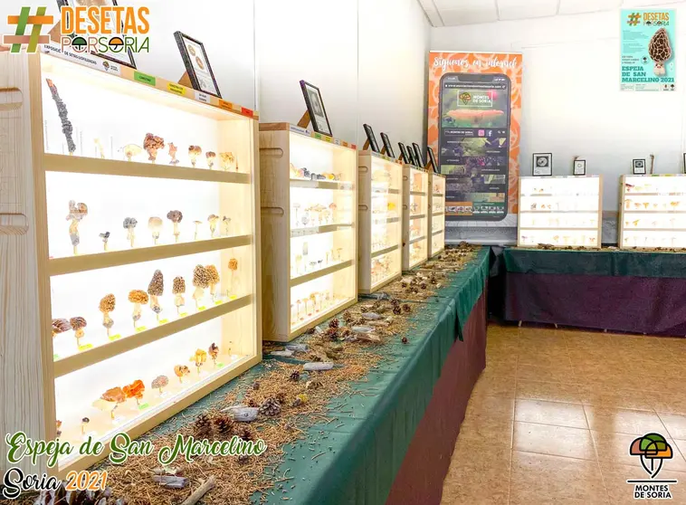 De-setas-por-Soria-Espeja-de-San-Marcelino-2021-004