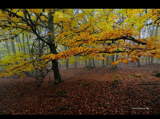 monteotoño