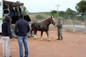 caballo2