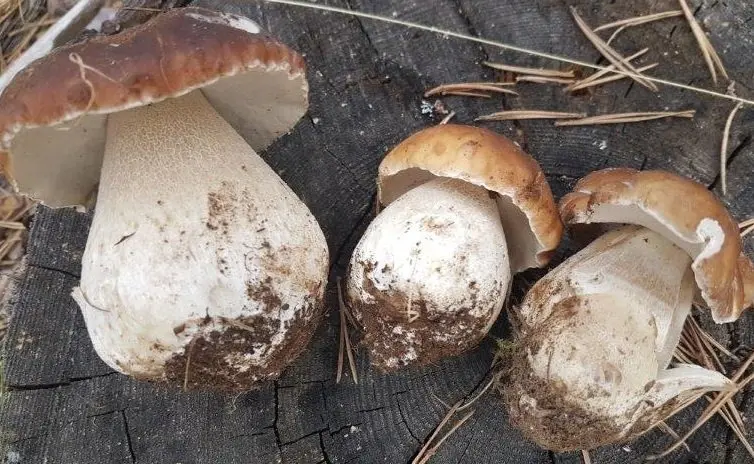 BOLETUS