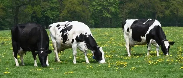 VACUNO DE LECHE