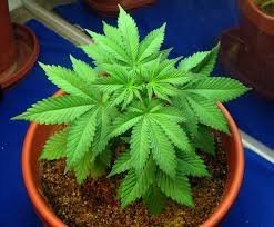 marihuana planta