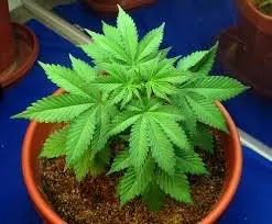 marihuana planta