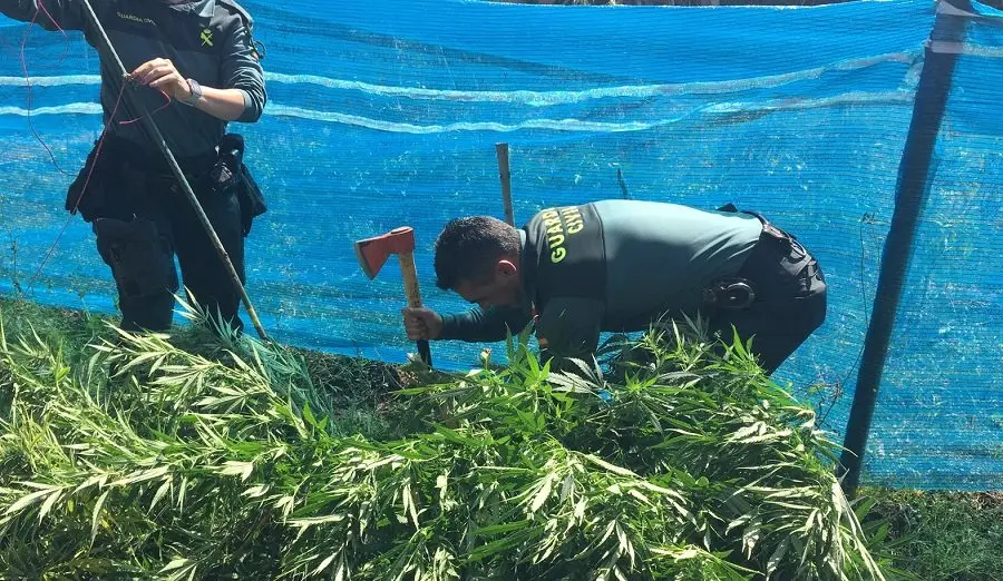 Cultivo de marihuana