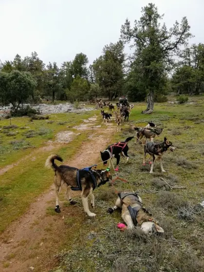 cabrejas perros 2