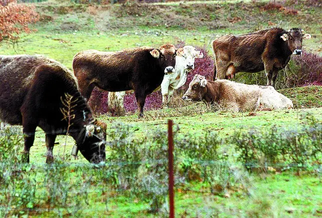 VACAS DE LA DEMANDA