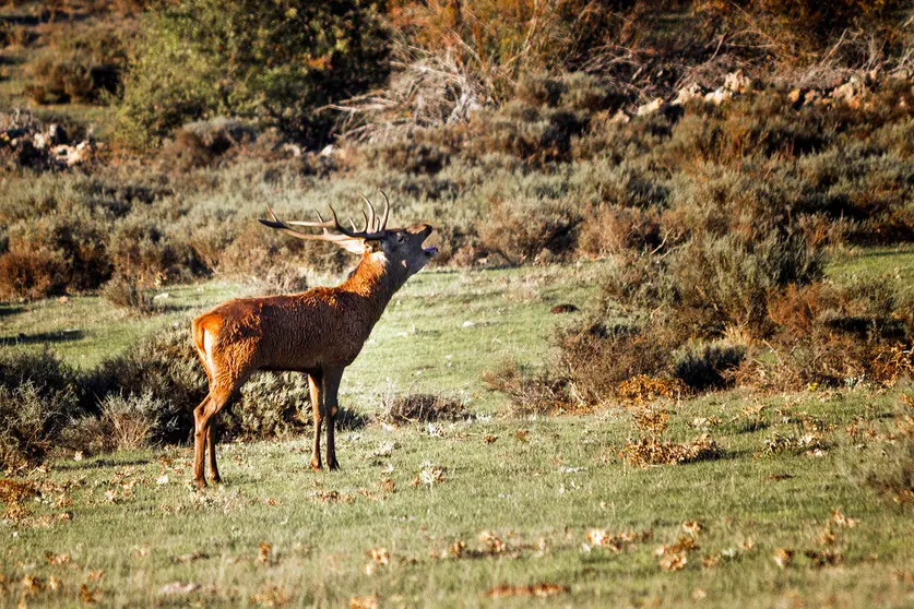 Ciervo durante la berrea en la Sierra de la Demanda. Fotografía: Beatriz Montero