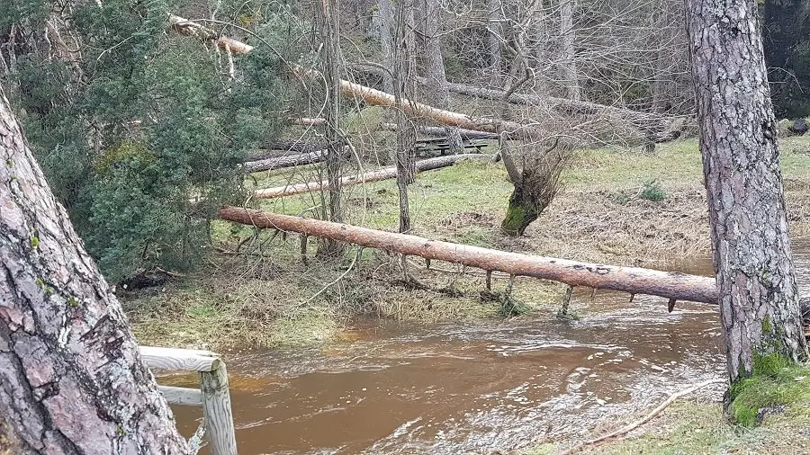 pinos arrancados