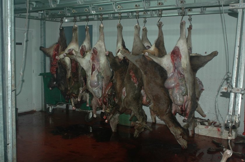 FOTO guardia civil carne caza consumo humano