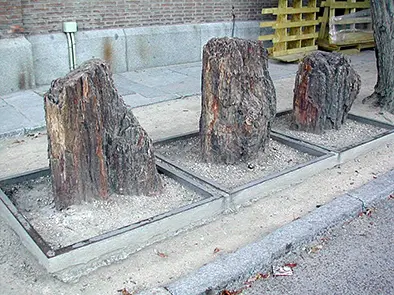 Árboles fósiles de Castrillo de la Reina en el Museo de Ciencias Naturales de Madrid