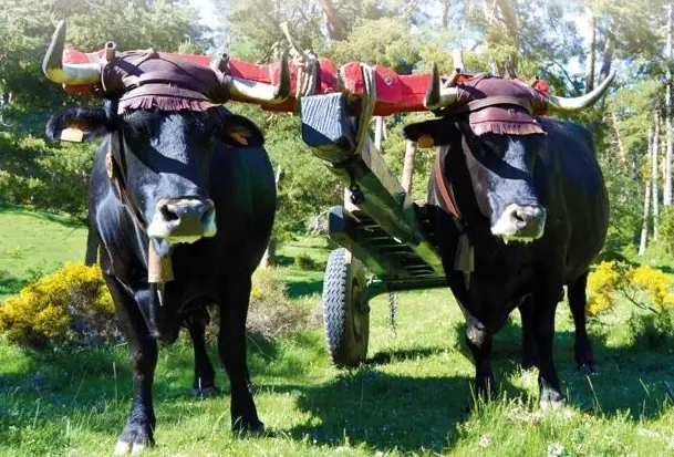 Vacas serranas