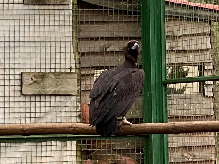 Un buitre negro reposa en el jaulón de aclimatación del Proyecto Monachus en la Sierra de la Demanda. Foto: GREFA.