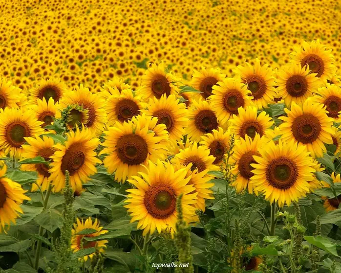 Girasoles