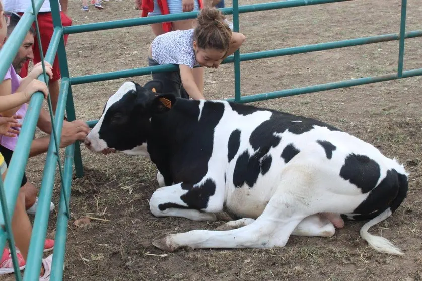 FERIA GANADERA VINUESA (43)