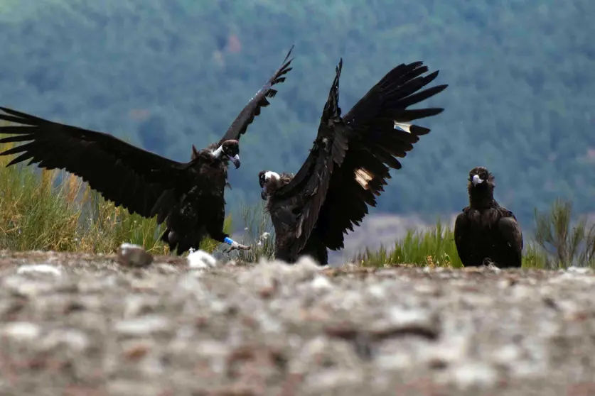 Interacción entre un buitre negro liberado en la Sierra de la Demanda en 2022 (a la izquierda) y otro liberado el año pasado. Foto: GREFA.