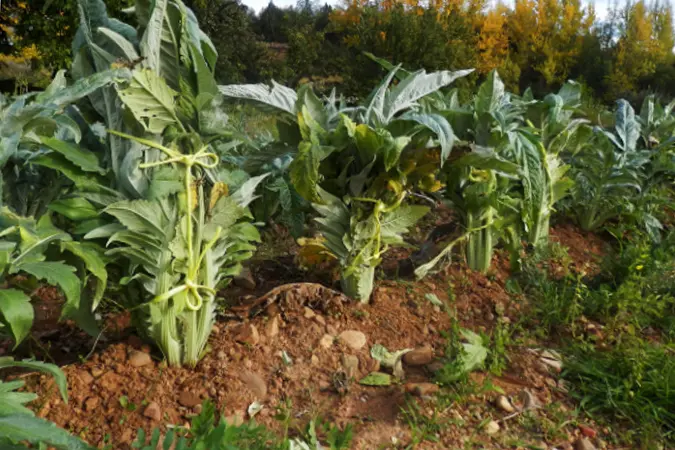 CARDOS EN CULTIVO