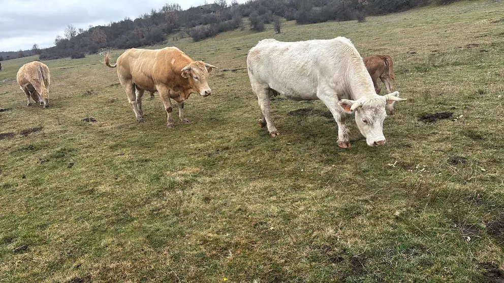 vacas 6686de72-0cc0-431d-80fc-bfa69aa9a350