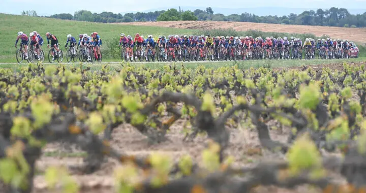 Los viñedos volverán a formar parte del paisaje en la Vuelta a Burgos Féminas