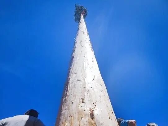 pingada mayo