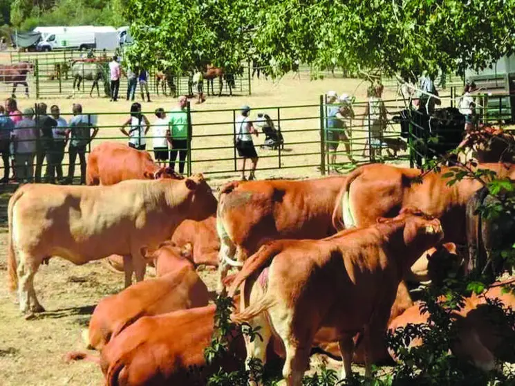 Ganado vacuno en la feria de Vinuesa, que celebraba su 25 aniversario.
