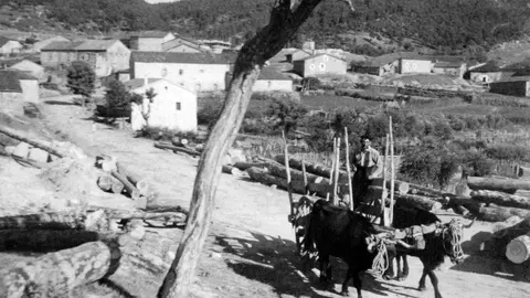 Canicosa A por hierba reducida