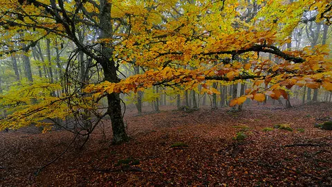 monteotoño