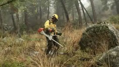 trabajos forestales
