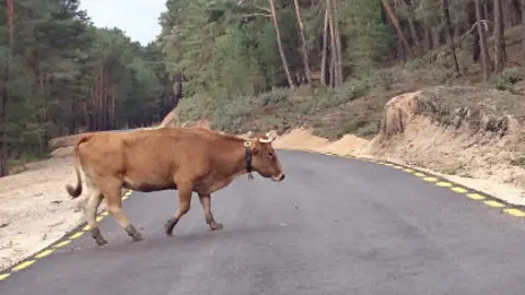 CARRETERASANLEONARDO