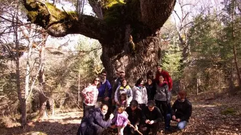 En el Roble milenario_509x341