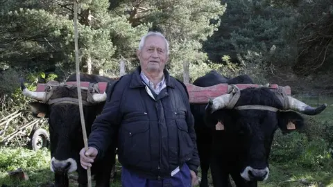 vacas2