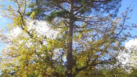 12042951_164043990604726_7206779780001696006_n