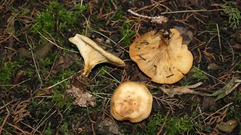 Seta toxica_Paralepistopsis amoenolens