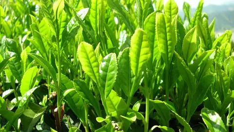 Green_tea_leaves