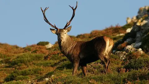 foto venado