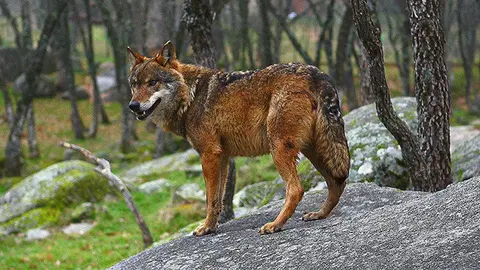 LOBO