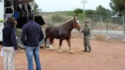 caballo2