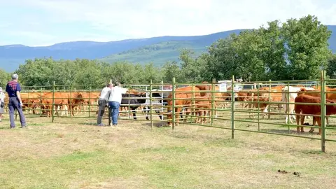 Feria de Covaleda del año pasado copia